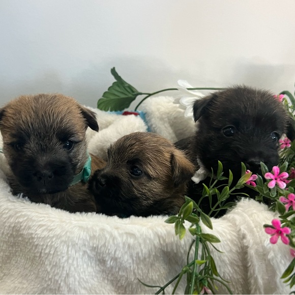 Meet your Posher, Elizabeth - Picture 4 of 16